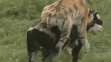 Clip: Hổ dữ chật vật nhảy lên lưng hạ sát bò sữa và cái kết