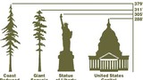Những điều thú vị về loài cây cao nhất thế giới