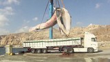 Choáng ngợp cá voi khổng lồ 35 tấn trôi vào bờ