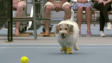 Kỳ lạ chó làm nhân viên nhặt bóng tennis