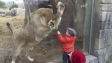 Phát hoảng em bé liều lĩnh trêu sư tử 
