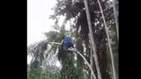 Thể hiện tài leo cây, trai trẻ nhận quả đắng