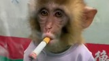 Trung Quốc: Công viên gây phẫn nộ khi bắt khỉ hút thuốc