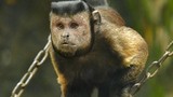 Chú khỉ sở hữu gương mặt đặc biệt khiến mạng xã hội “bùng nổ“