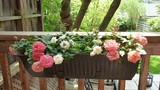 Cách trồng hoa hồng bằng khay nhựa
