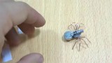 Thú vị cách chế tạo robot nhện 8 chân siêu tí hon