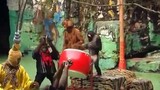 Video: Khỉ múa lân vui nhộn