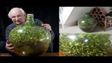 Video: Vườn cây tí hon sống hơn nửa thế kỷ trong bình kín