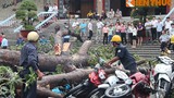 Vụ cây đổ đè 100 xe máy: thiệt hại hơn 1 tỉ đồng