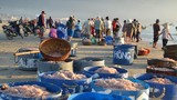 Rạng rỡ hình ảnh ngư dân Đà Nẵng bội thu ruốc biển