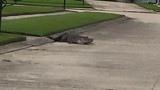 Cá sấu khổng lồ bật nắp cống chui ra đường dọa người