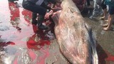 Sự thật vụ xẻ thịt cá voi đem bán gây phẫn nộ ở Nam Định