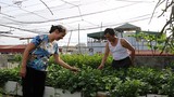Cận cảnh những chỗ trồng rau sáng tạo của người dân giữa Hà Nội