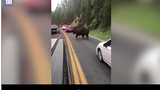 Video: Cái kết của người đàn ông thách thức bò rừng khổng lồ ở Mỹ