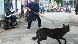 Tranh cãi kịch liệt việc Hà Nội ra quân bắt chó thả rông