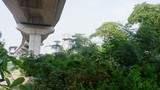 Rác thải, cỏ dại mọc ùm tùm "nuốt trọn" dự án thập kỷ đường sắt Cát Linh - Hà Đông