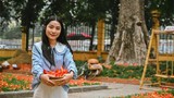 Vì sao cây hoa gạo lớn ở Hà Nội thu hút giới trẻ?