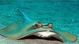 Loài 'cá lạ' trên thế giới thích phơi nắng trên bãi biển