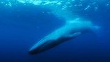 Hình ảnh hiếm gặp về “cái ôm” của hai chú cá voi