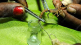 Xuýt xoa chất lỏng đắt nhất TG trong cơ thể bọ cạp vàng Israel