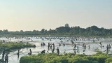 Hàng trăm người háo hức lội bùn, bắt cá tại lễ hội "phá trằm"
