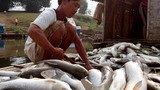 Thanh Hóa: Dân thẫn thờ vớt cá chết trắng bè trên sông Bưởi