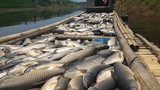Xả thải gây ô nhiễm sông Bưởi: Sẽ khởi tố hình sự