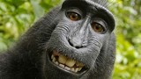 Người đứng sau bức ảnh "con khỉ selfie" khánh kiệt vì kiện tụng