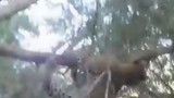 Video: Báo gấm săn khỉ đầu chó, không ngờ bị truy sát ngược