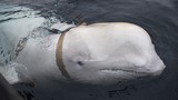 “Điệp viên cá voi trắng” của Nga hành động khác thường