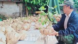 Lạ lùng làng quê Hải Dương chơi Tết bằng củ đậu siêu to khổng lồ 
