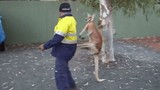 Video: Kangaroo ngứa cựa, gạ chú công nhân đánh nhau 