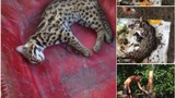 Dân quân xã giết nhiều mèo rừng quý hiếm rồi lên Facebook 'khoe' chiến tích