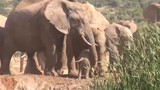 Video: Cả đàn voi “bàn bạc”, tìm cách cứu voi con dưới hố bùn 