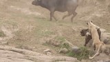 Video: Hùng hổ săn trâu rừng, sư tử bị tẩn “thừa sống thiếu chết”