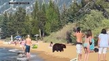 Video: Gia đình gấu đen ra bờ hồ tắm nắng, “không coi ai ra gì“