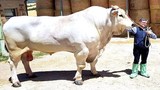 “Quái vật” gia súc lâu đời nhất trên Trái Đất, cao 2 mét, nặng 1700kg