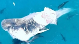 Video: Đàn cá mập 60 con xẻ thịt cá voi lưng gù hơn 30 tấn
