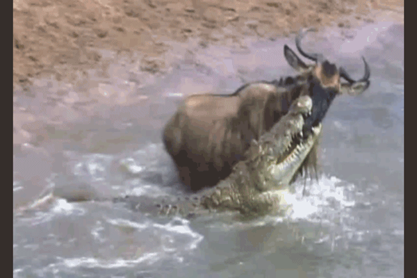 Video: Bị cá sấu cắn vào mặt, linh dương đầu bò thoát chết khó tin
