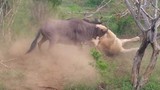 Video: Dùng trí thông minh, linh dương đầu bò thoát chết thần kỳ