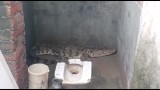 Video: Giật mình phát hiện cá sấu dài gần 2m trong nhà vệ sinh