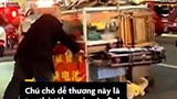 Video: Chú chó giúp chủ kéo xe qua đường