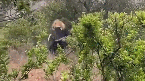 Video: Trâu rừng kêu la thảm thiết khi bị sư tử đoạt mạng