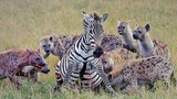 Video: Bầy linh cẩu “tùng xẻo” ngựa vằn cực kỳ dã man