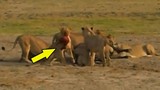 Video: Kinh hoàng sư tử lôi xác trâu rừng con ra khỏi bụng mẹ