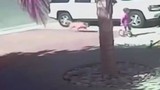 Video: Chó hoang tấn công đứa bé và cái kết bất ngờ