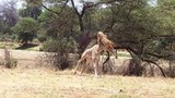 Video: Sư tử bay người lên không giết hươu cao cổ