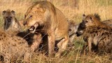 Video: Sư tử bị linh cẩu “đánh hội đồng”, cướp thức ăn