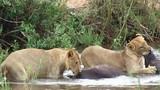 Video: Sư tử dùng sở đoản để săn giết trâu rừng