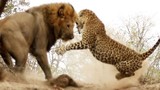 Video: Báo đốm suýt chết trước nanh vuốt sư tử 